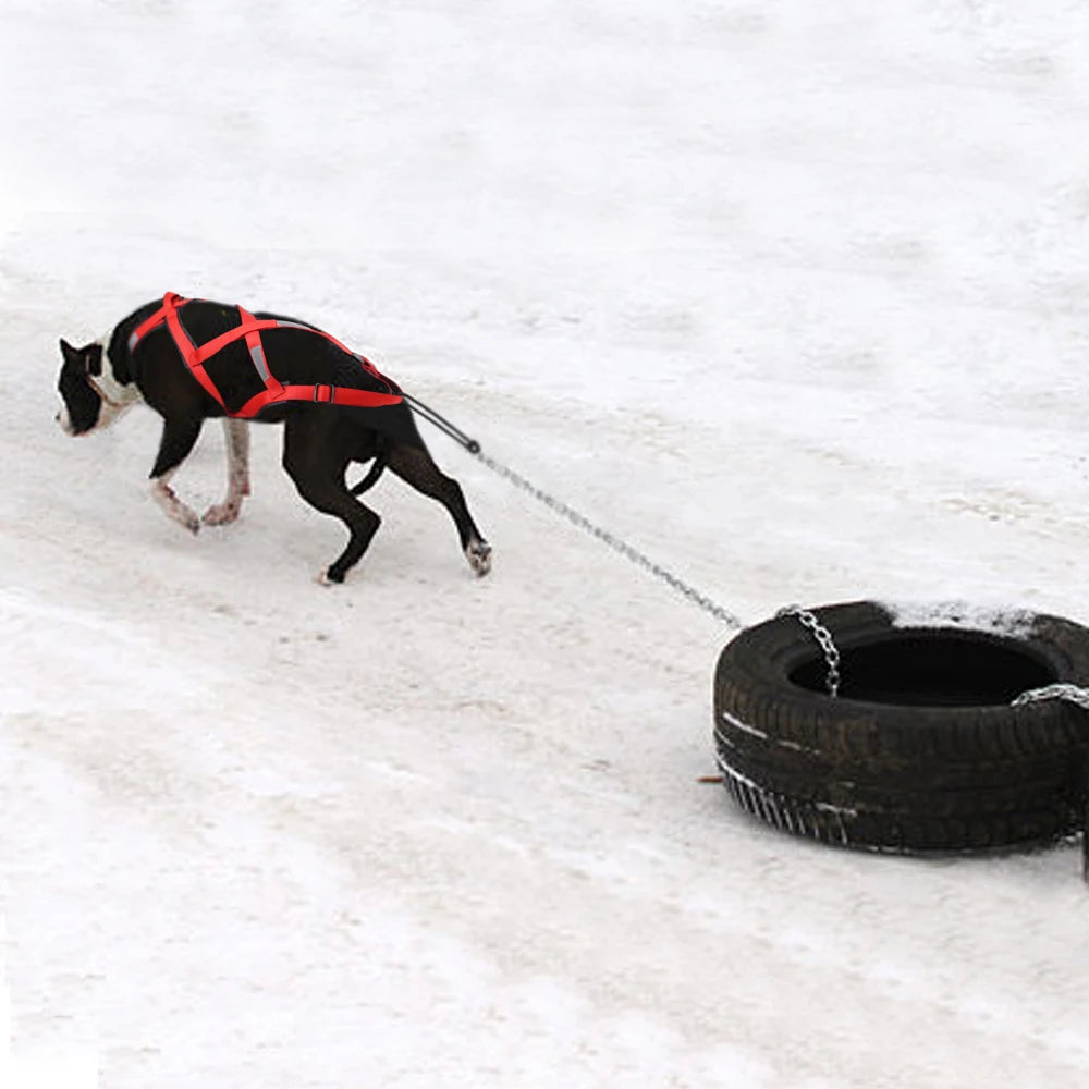 03-Imbracatura da Slitta per Cani XL – Training & Avventura Invernale