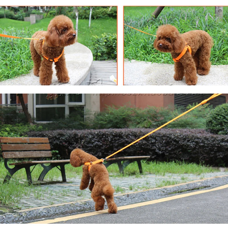 001-Imbracatura LED per cani | Pettorina sicura e luminosa - Dog Harness