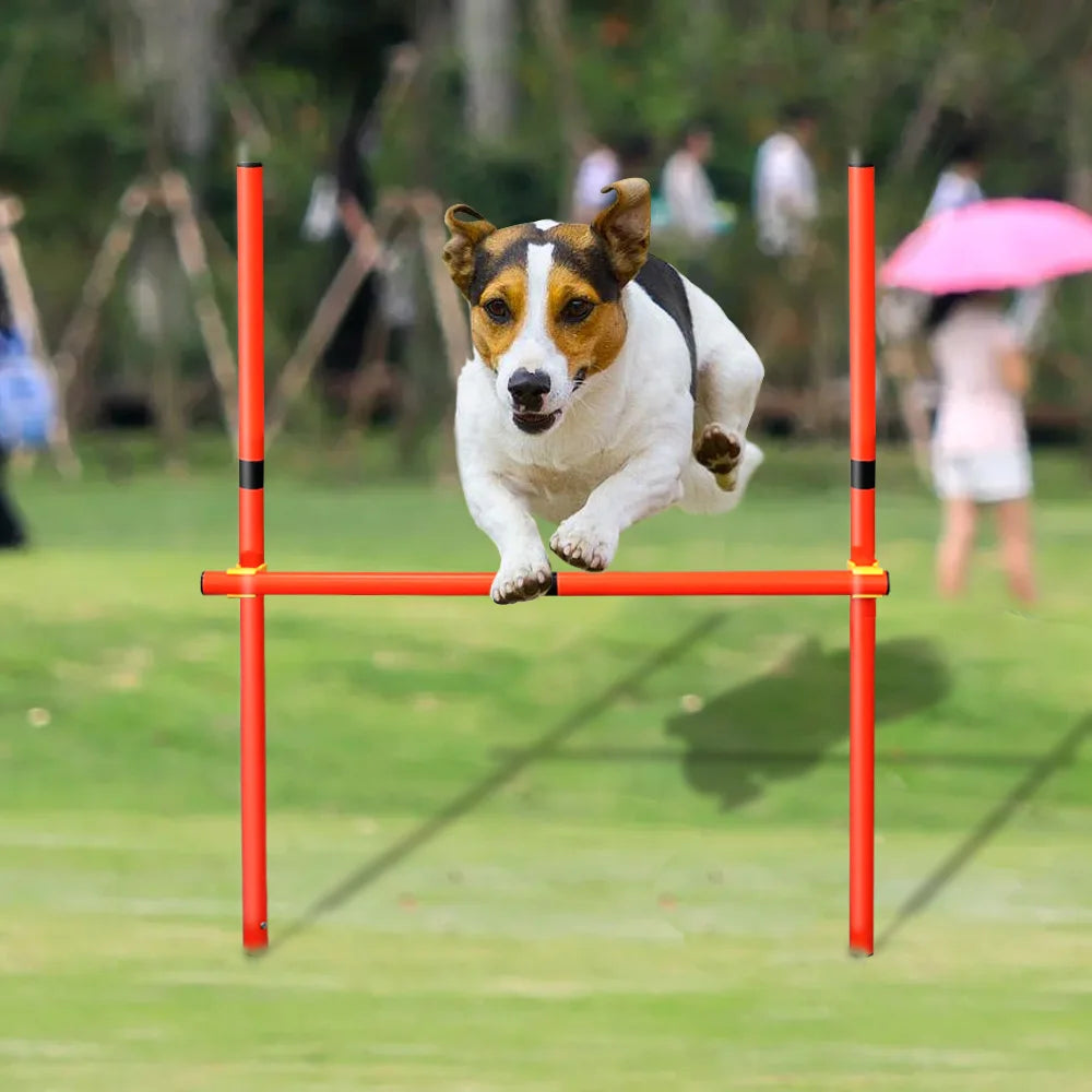04-Dog Agility Equipment.