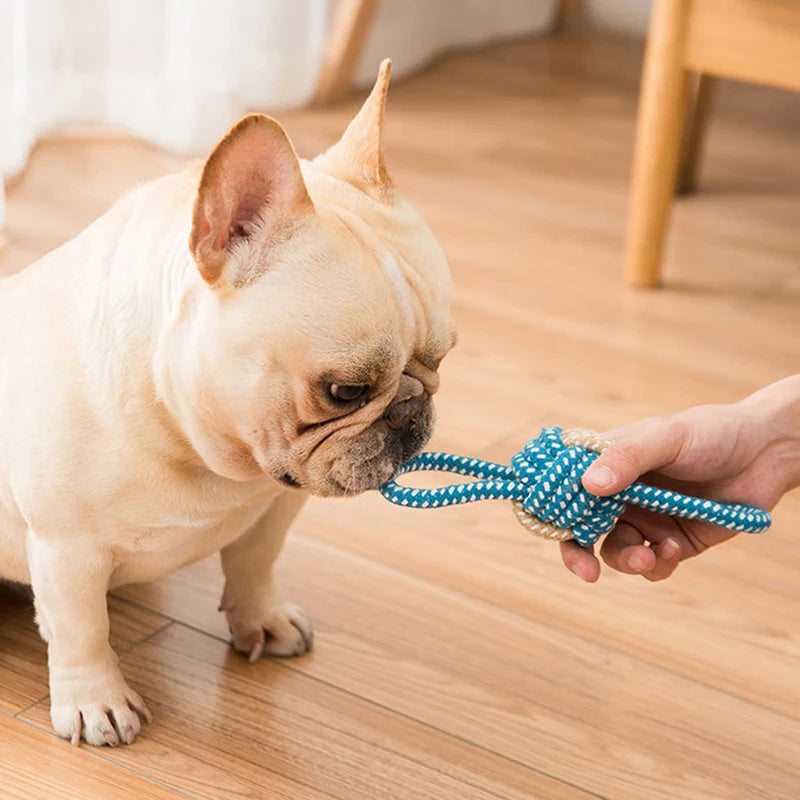 04-Gioco interattivo pet Toys.