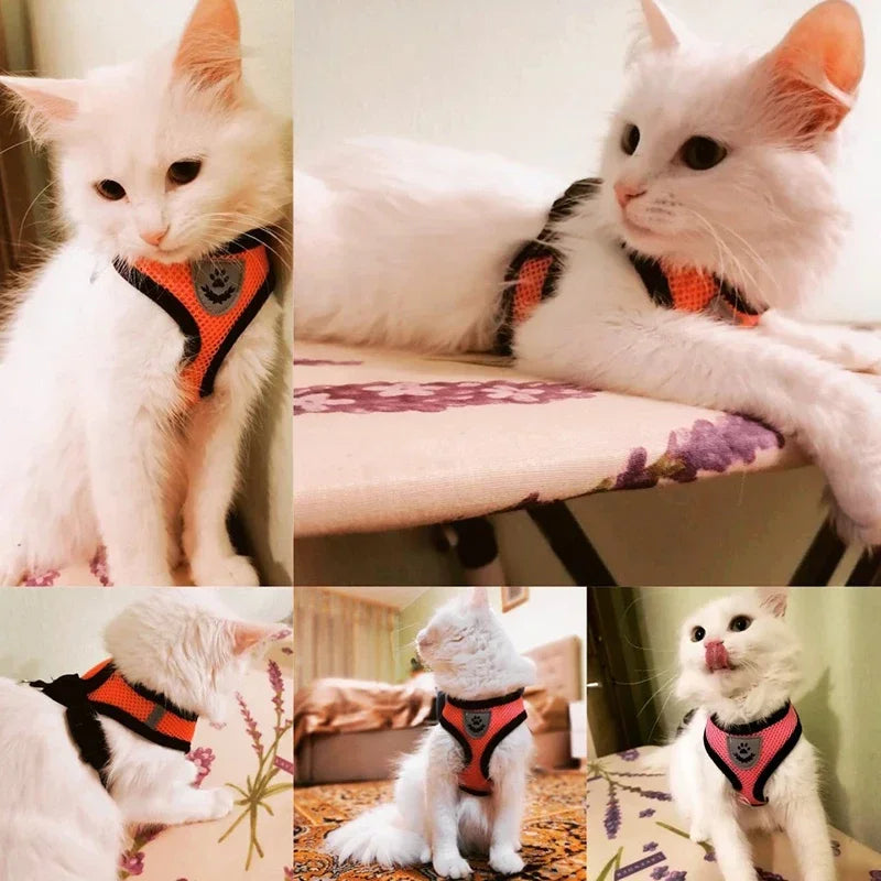 03-Pettorina Traspirante con Guinzaglio per Gatti e Cani Piccoli