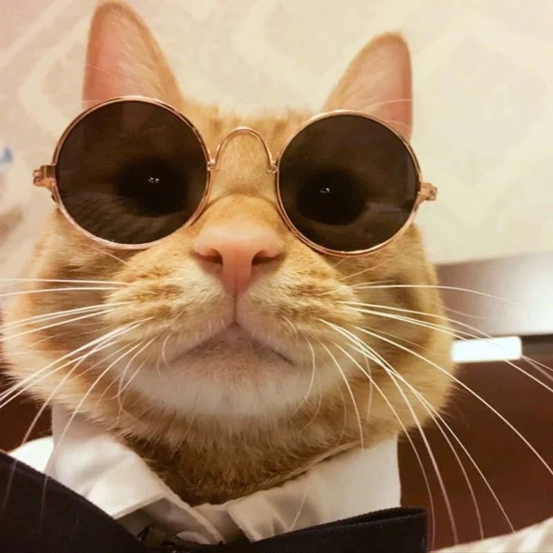 001-Occhiali Tondi Vintage per Cani e Gatti