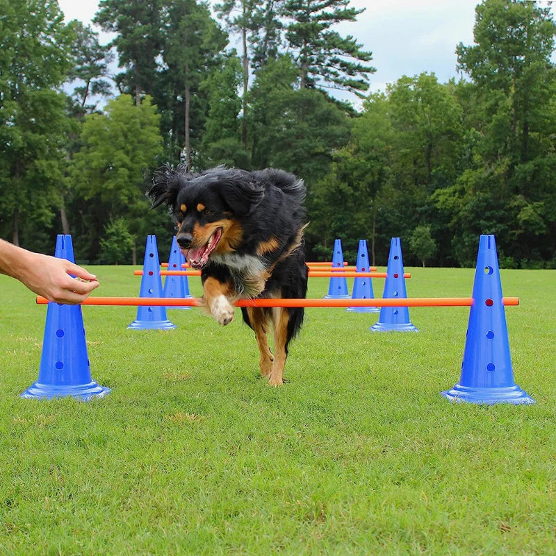 04-Pet Agility Training.