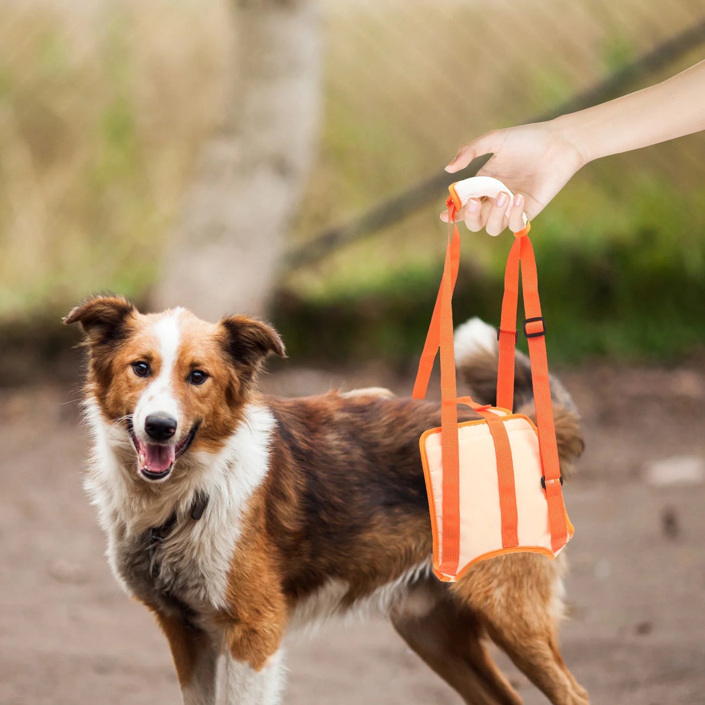 001-Imbracatura ausiliaria per animali domestici