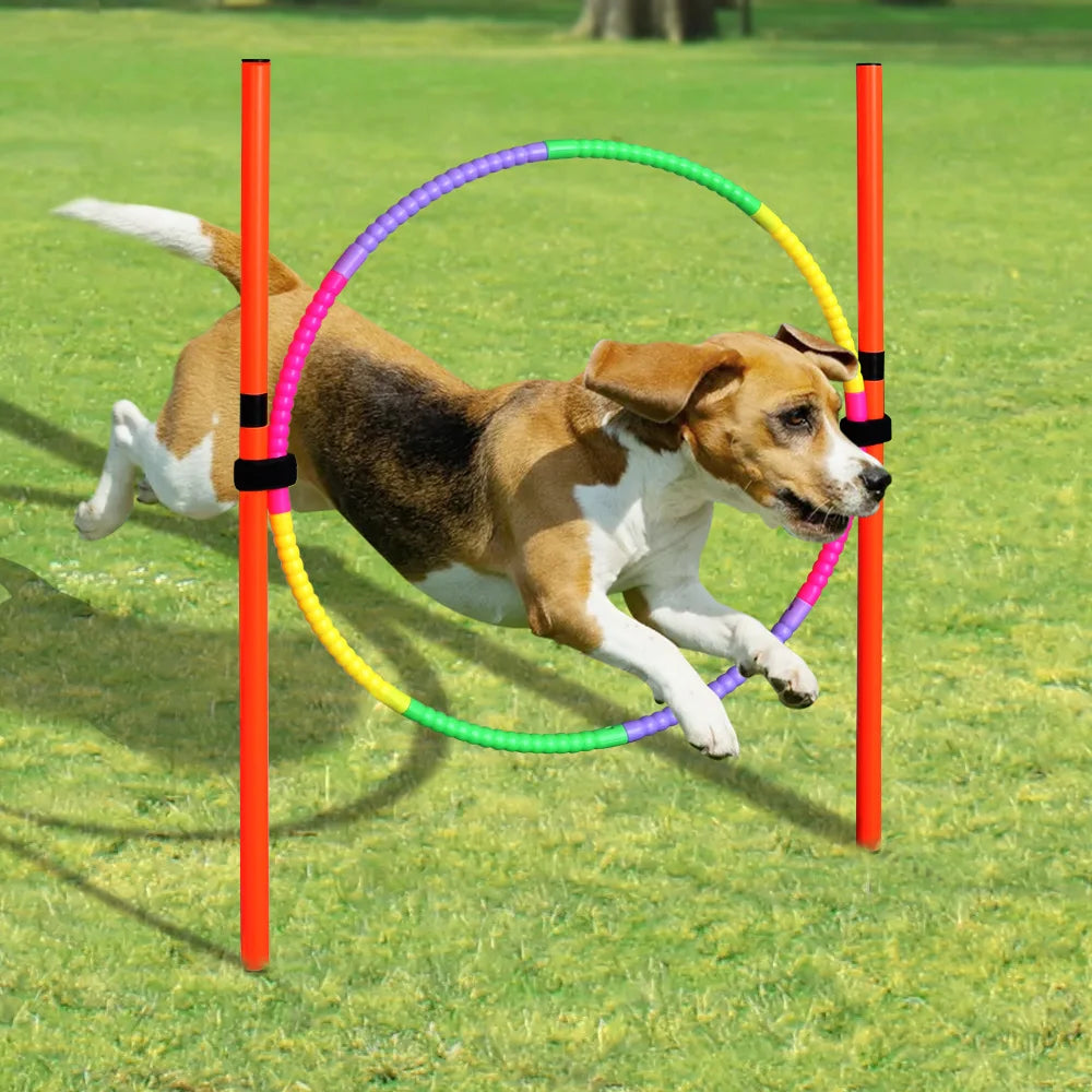 04-Dog Agility Equipment.