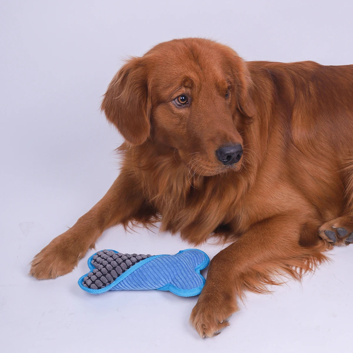Plush Squeaky Bones Toys, Suitable for Small, Medium and Large Dogs, Stuffed Toys, Puppy Birthday Gifts