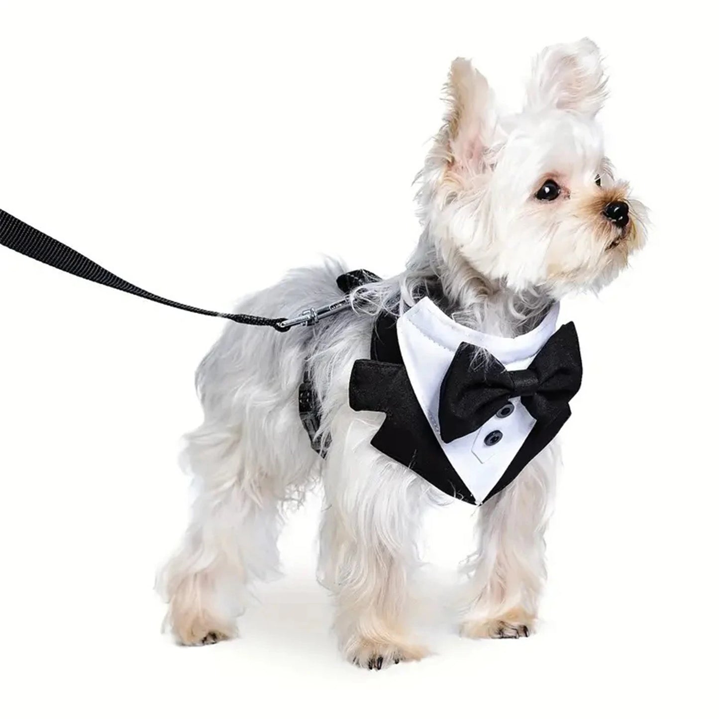 03-Pettorina formale per cuccioli con papillon per matrimonio.