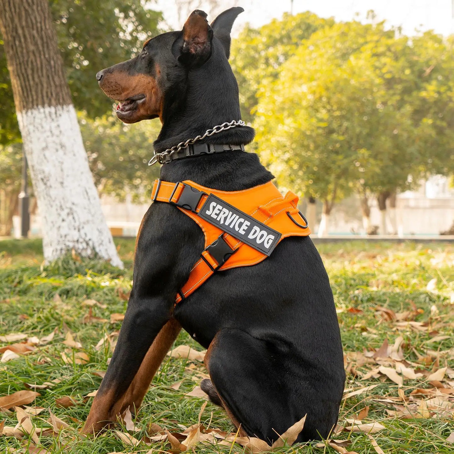 Pettorina dog harness custom name tag doberman pinscher breathable adjustable pet harness suitable for medium and large dogs