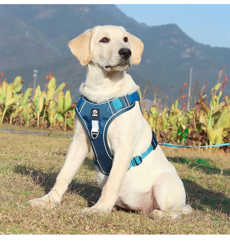 03-Comfort e Controllo – Pettorina per Bulldog & Cani Robusti