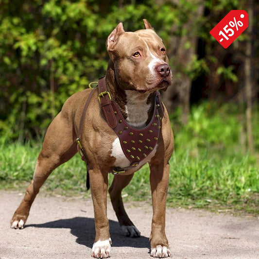 03-Pettorina in PU Leather – Robusta, Regolabile e Antistrappo