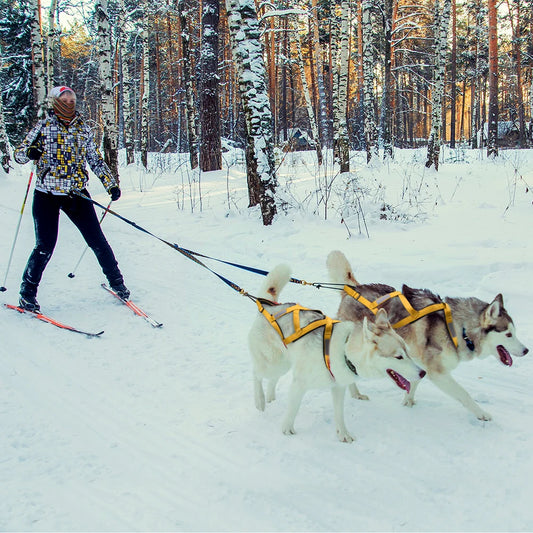 03-Imbracatura da Slitta per Cani XL – Training & Avventura Invernale