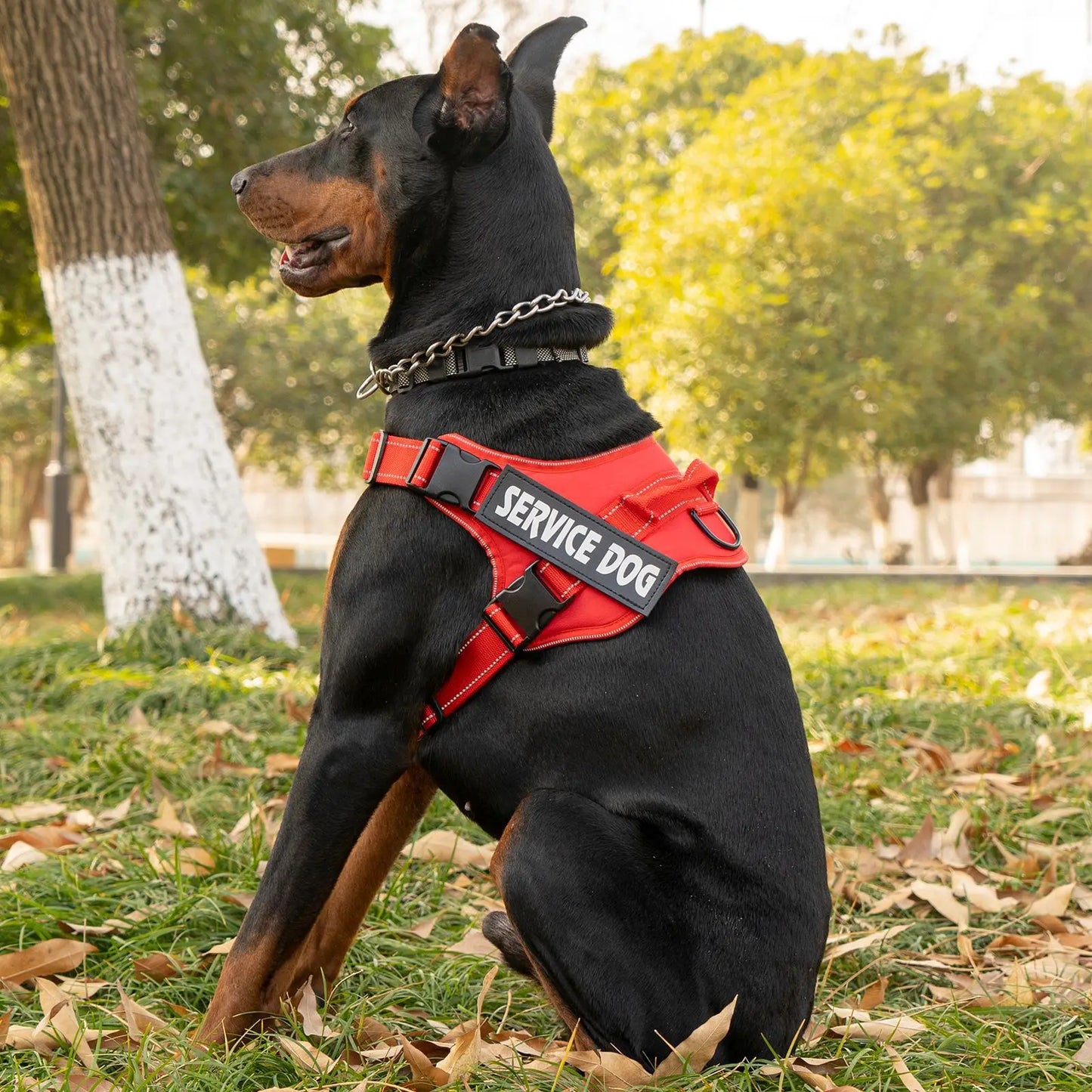 Pettorina dog harness custom name tag doberman pinscher breathable adjustable pet harness suitable for medium and large dogs