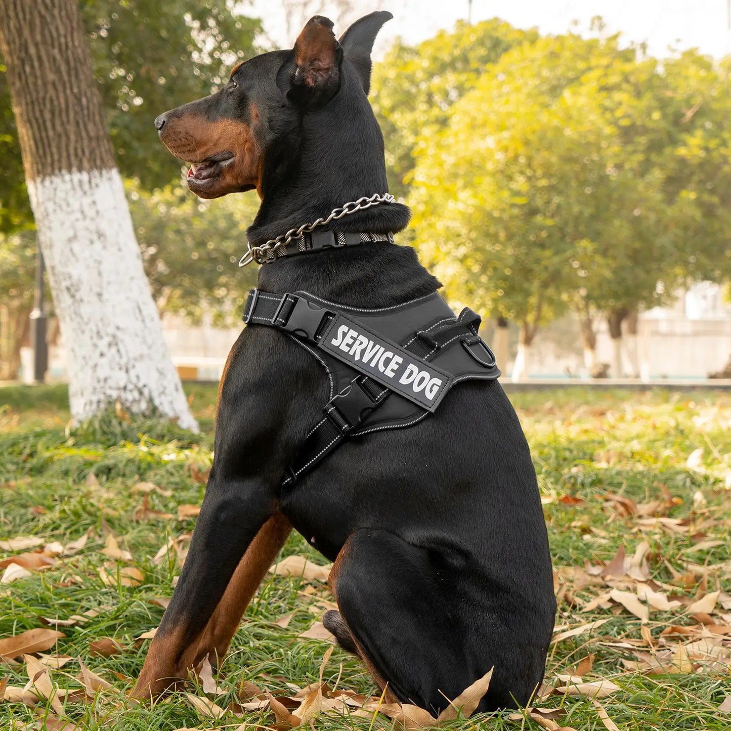 Pettorina dog harness custom name tag doberman pinscher breathable adjustable pet harness suitable for medium and large dogs
