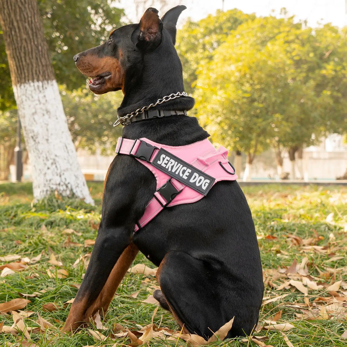 Pettorina dog harness custom name tag doberman pinscher breathable adjustable pet harness suitable for medium and large dogs