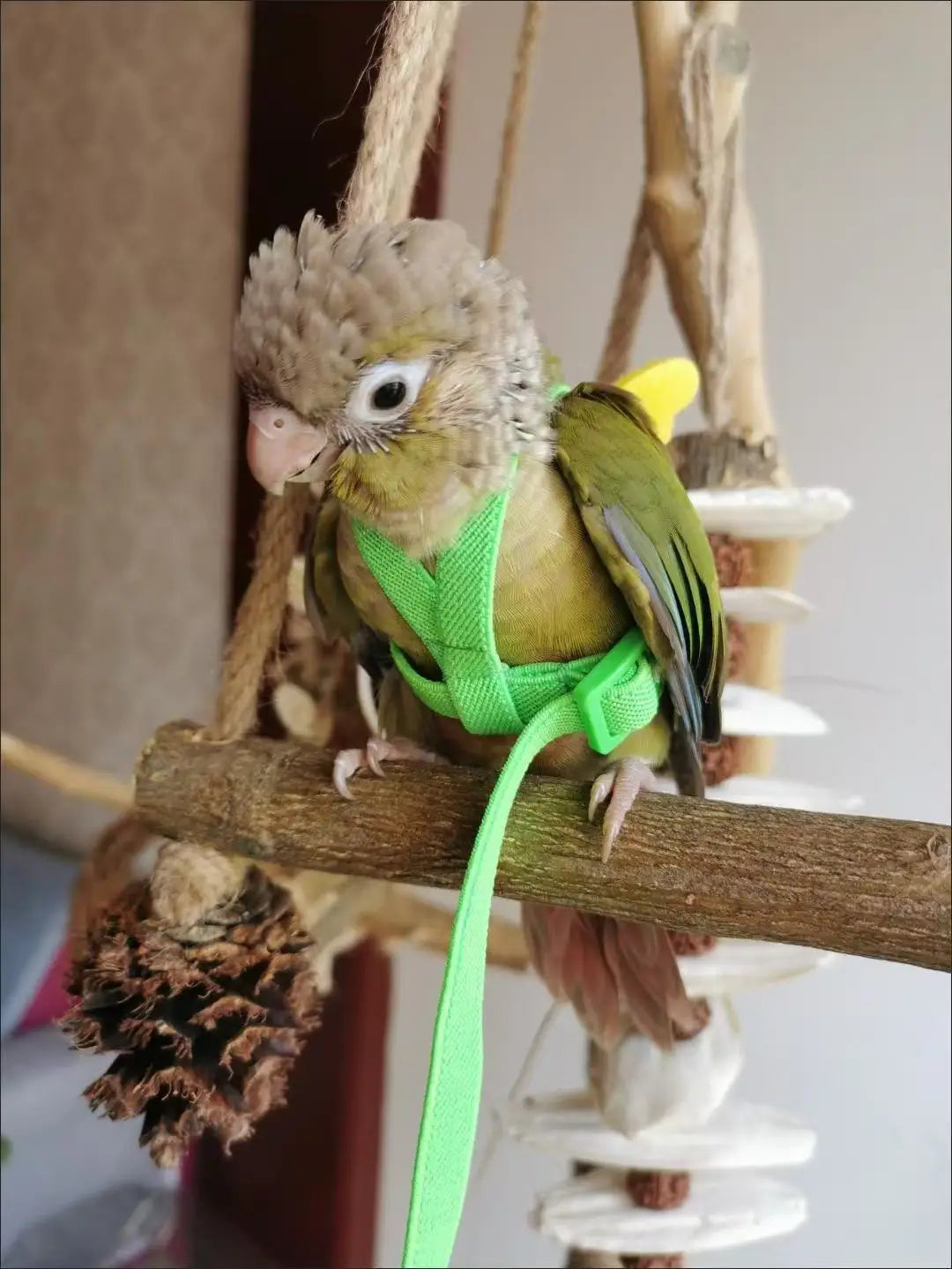 앵무새 Adjustable Parrot Bird Harness Leash Set Training Harness Parrots Outdoor Flying Rope Cockatiel Small Birds Supplie