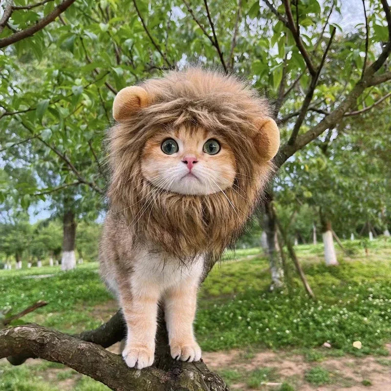 Vestiti New Cute Funny Pets Clothes Cap Cute Cat Wig Lion Mane Costume Cosplay Kitten Dog Hat with Ears Fancy Party Supplies
