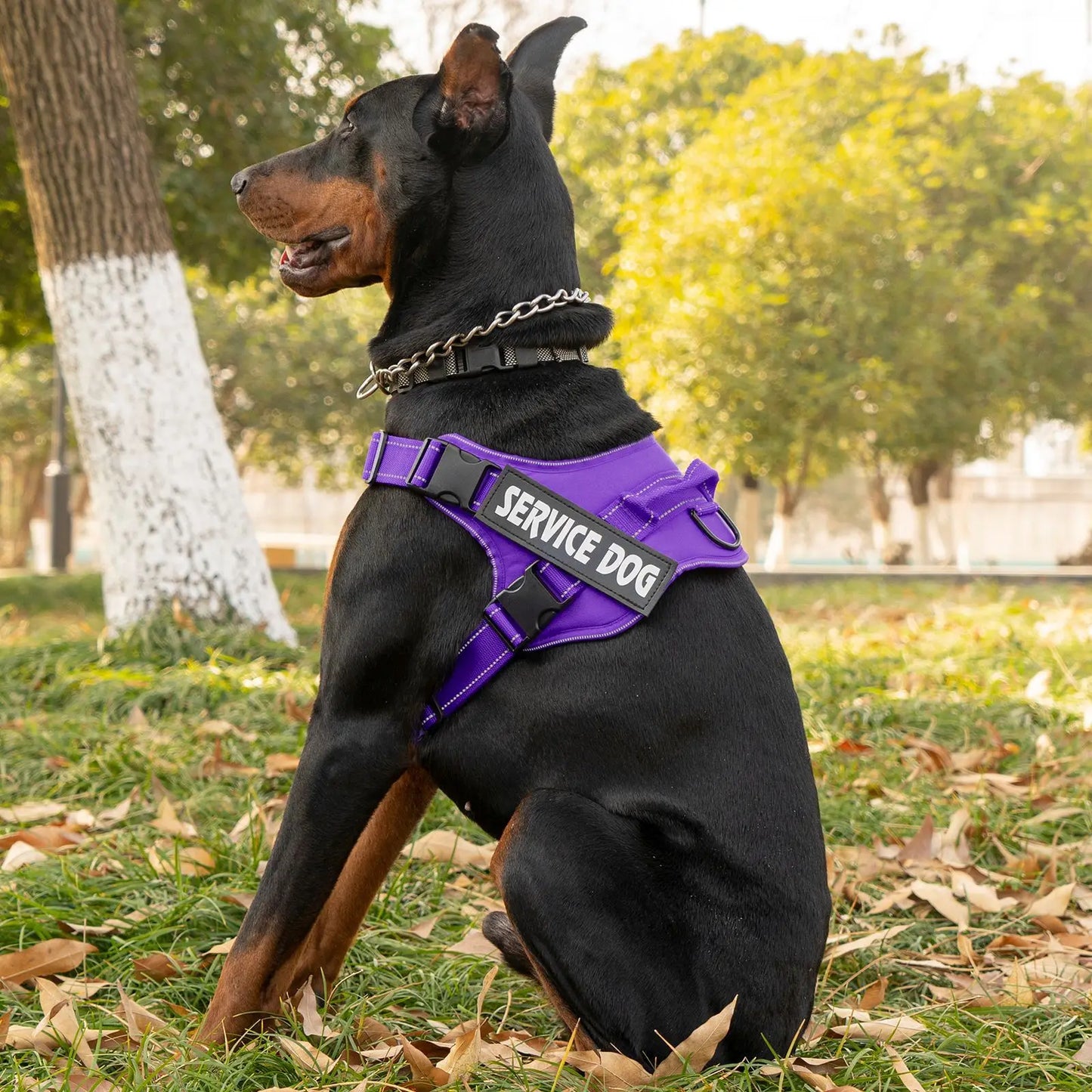 Pettorina dog harness custom name tag doberman pinscher breathable adjustable pet harness suitable for medium and large dogs