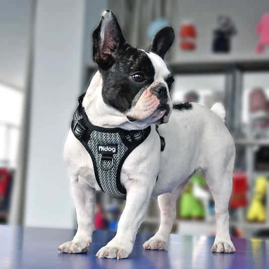 03-Pettorina Regolabile Riflettente per Cani – Comoda Sicura Disponibile in Vari Colori